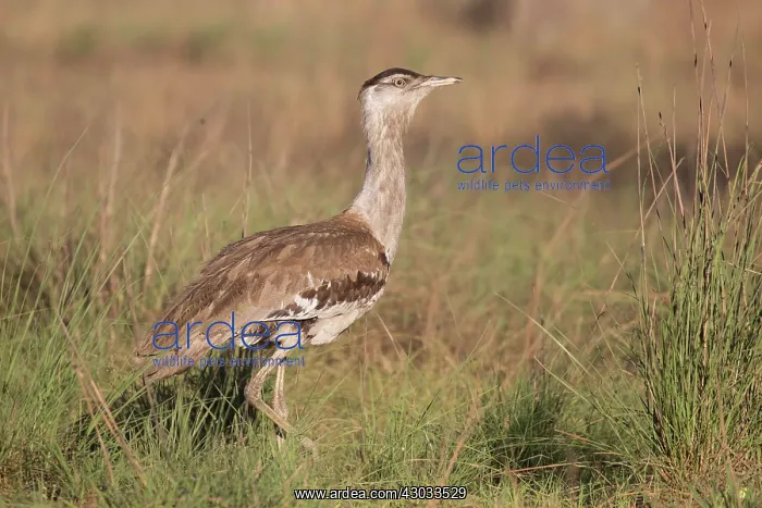 : Australian Bustard - In open country - near Peppimenarti : Australian Bustard - In open country - near Peppimenarti