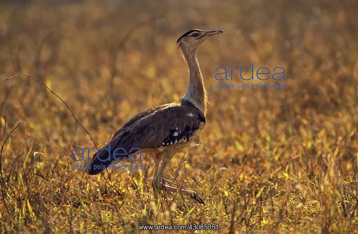  : Australian Bustard [Plains Turkey]