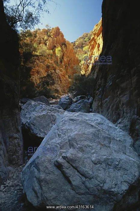 : Australian Canyon : Australian Canyon