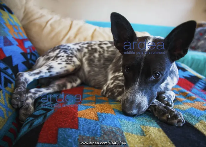 : Australian cattle dog : Australian cattle dog