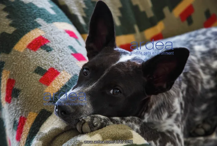 : Australian cattle dog : Australian cattle dog