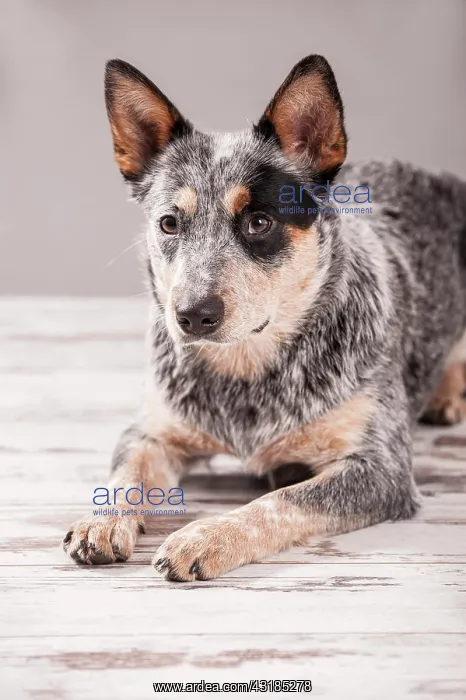 : Australian Cattle Dog, ACD or Cattle Dog, young : Australian Cattle Dog, ACD or Cattle Dog, young