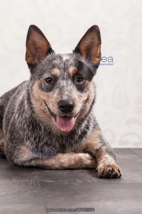 : Australian Cattle Dog, ACD or Cattle Dog, young : Australian Cattle Dog, ACD or Cattle Dog, young