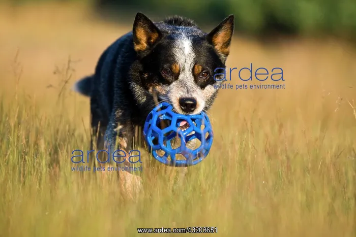 : Australian Cattle Dog fetching a toy : Australian Cattle Dog fetching a toy