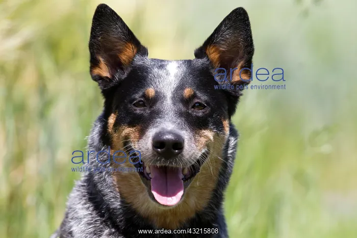 : Australian Cattle Dog, Germany, Europe : Australian Cattle Dog, Germany, Europe