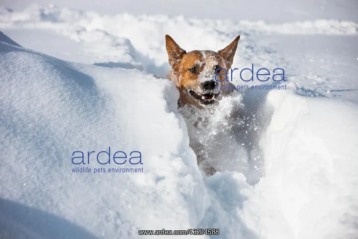 : Australian Cattle Dog, male, red, running in deep : Australian Cattle Dog, male, red, running in deep