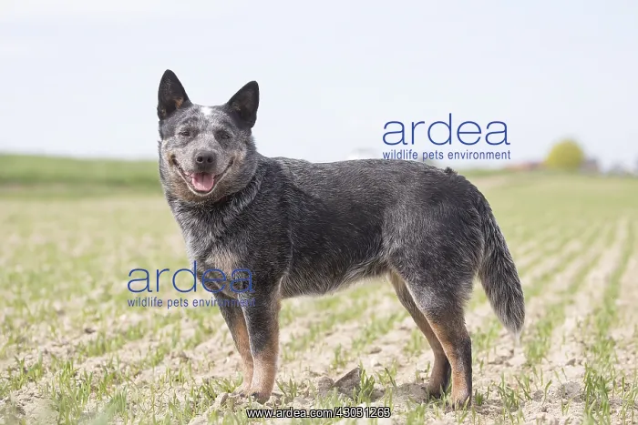  : Australian Cattle Dog outdoors