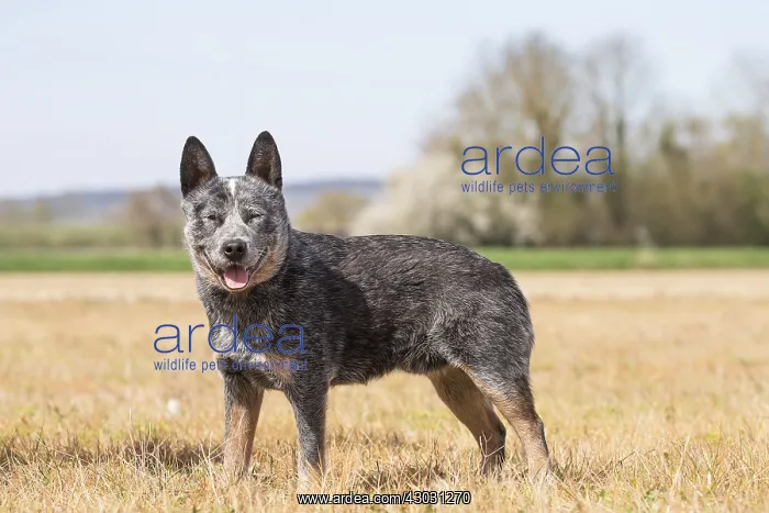  : Australian Cattle Dog outdoors