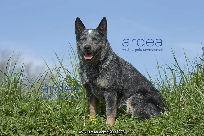 : Australian Cattle Dog outdoors