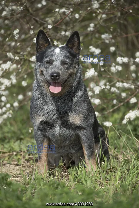  : Australian Cattle Dog outdoors