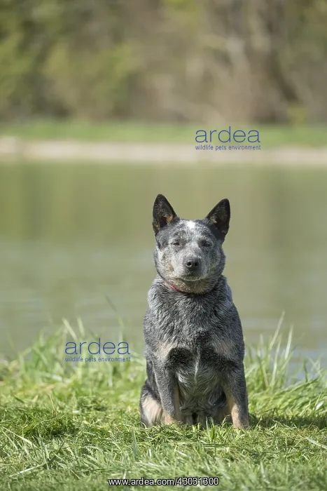  : Australian Cattle Dog outdoors