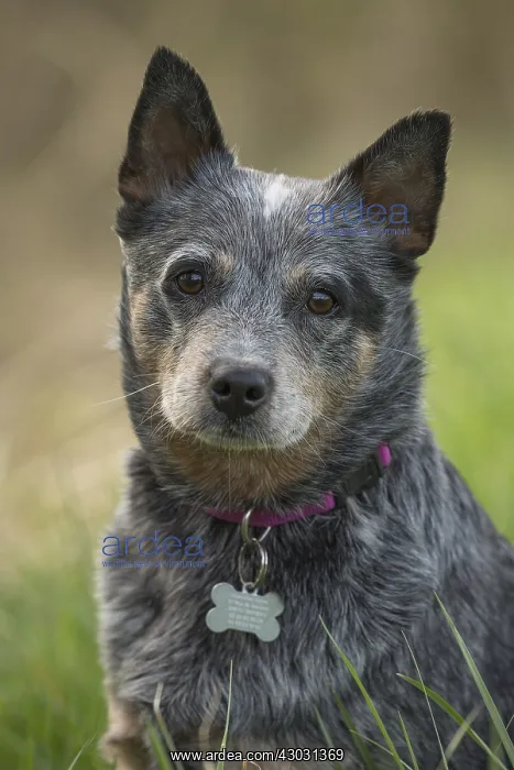  : Australian Cattle Dog outdoors