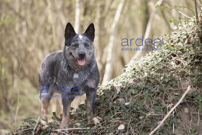  : Australian Cattle Dog outdoors