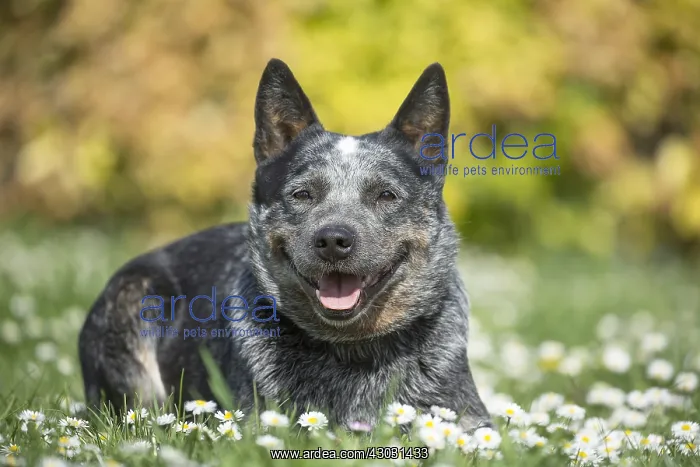  : Australian Cattle Dog outdoors