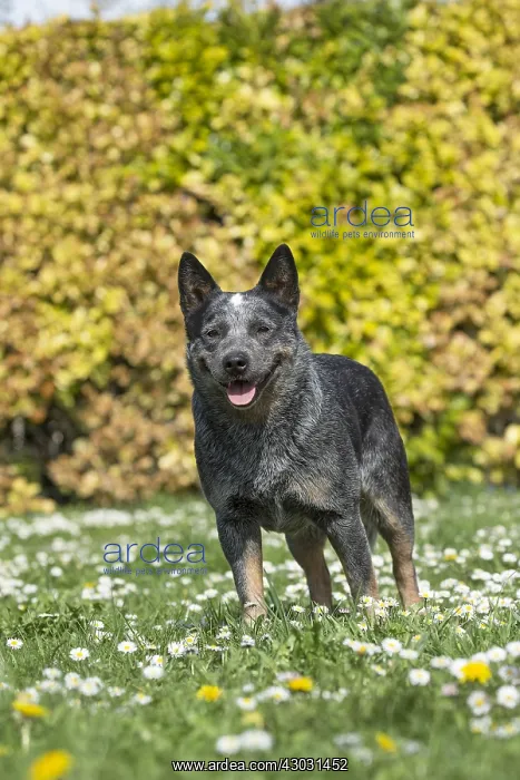  : Australian Cattle Dog outdoors