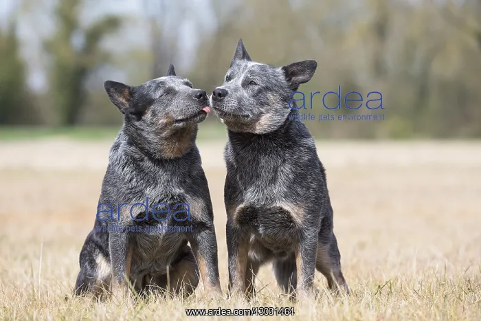 : Australian Cattle Dog outdoors : Australian Cattle Dog outdoors