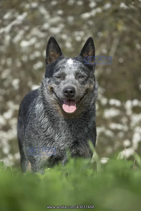  : Australian Cattle Dog outdoors