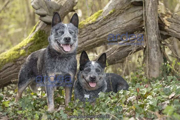  : Australian Cattle Dog outdoors