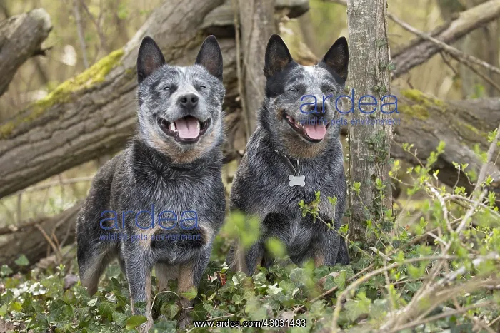  : Australian Cattle Dog outdoors