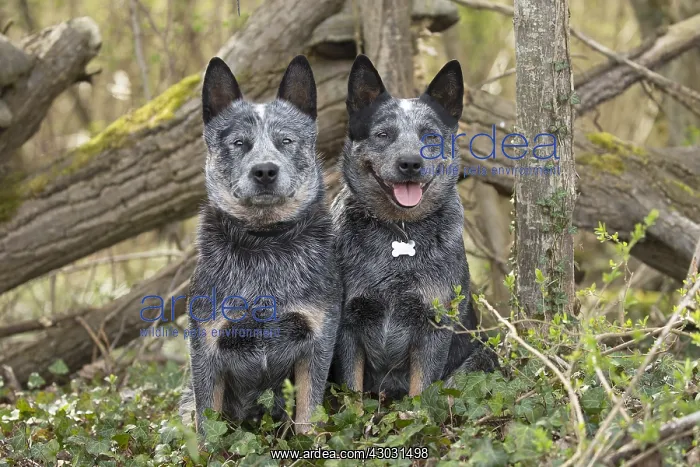  : Australian Cattle Dog outdoors