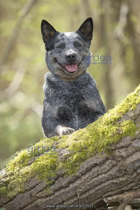  : Australian Cattle Dog outdoors