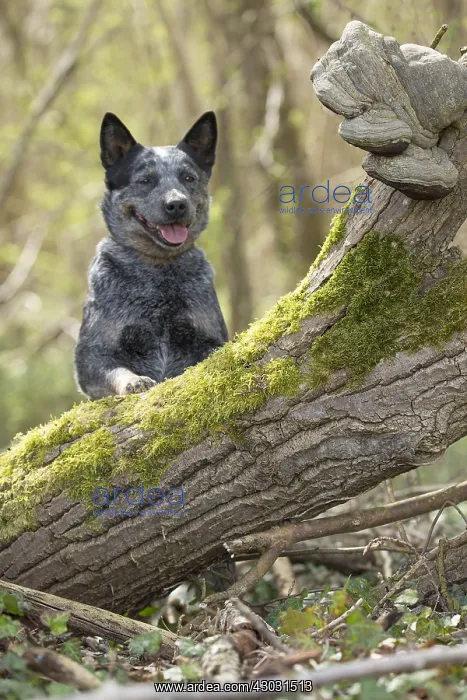  : Australian Cattle Dog outdoors
