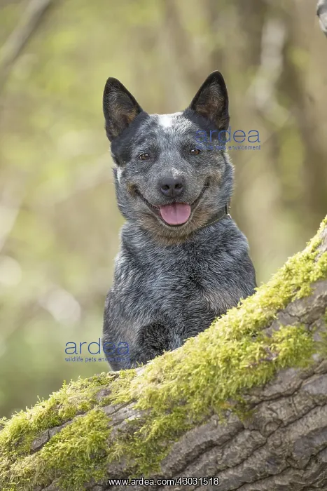  : Australian Cattle Dog outdoors