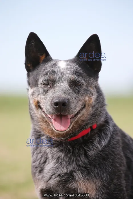  : Australian Cattle Dog outdoors