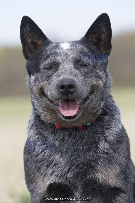  : Australian Cattle Dog outdoors