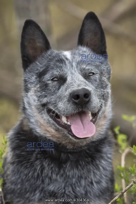  : Australian Cattle Dog outdoors