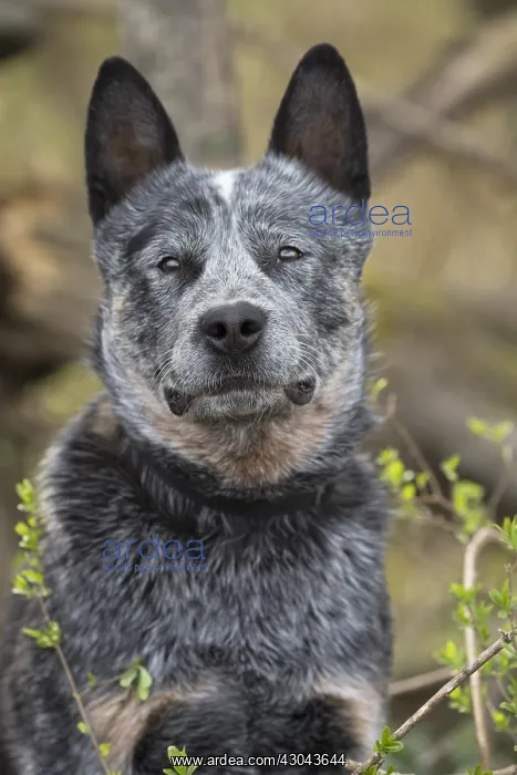  : Australian Cattle Dog outdoors