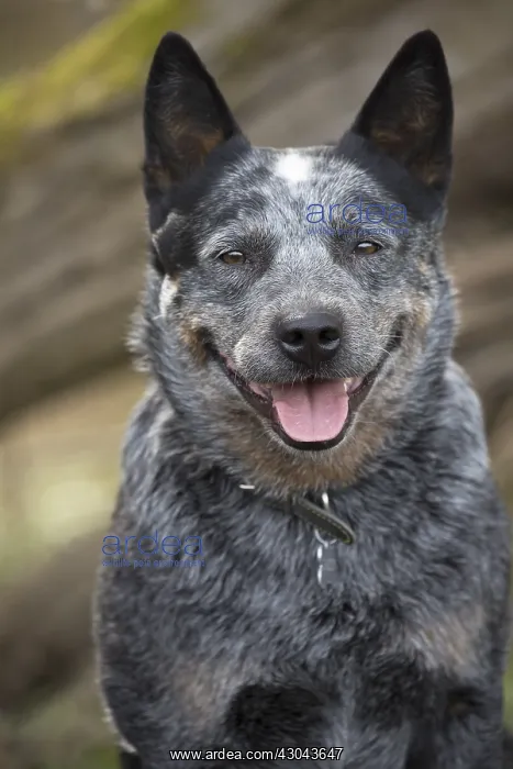  : Australian Cattle Dog outdoors