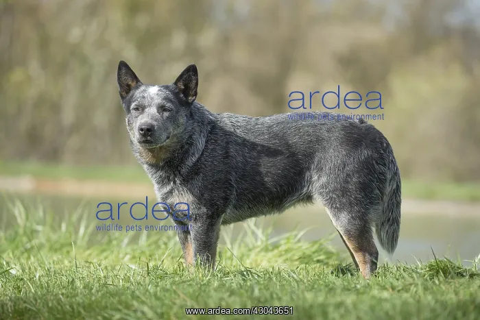  : Australian Cattle Dog outdoors