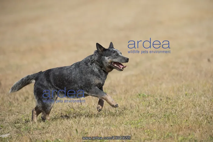  : Australian Cattle Dog outdoors