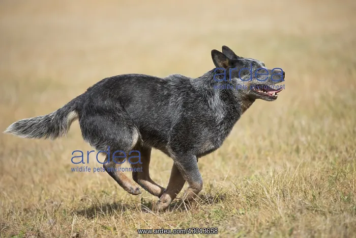  : Australian Cattle Dog outdoors