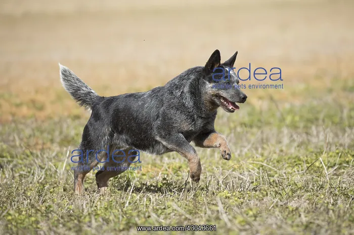  : Australian Cattle Dog outdoors