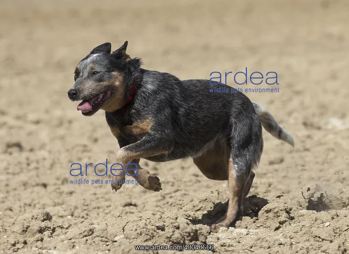  : Australian Cattle Dog outdoors