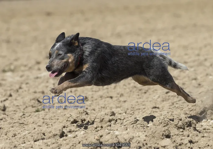 : Australian Cattle Dog outdoors