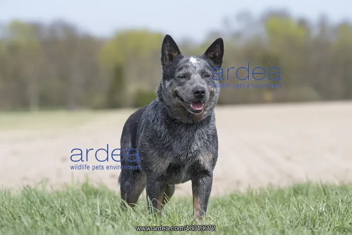  : Australian Cattle Dog outdoors