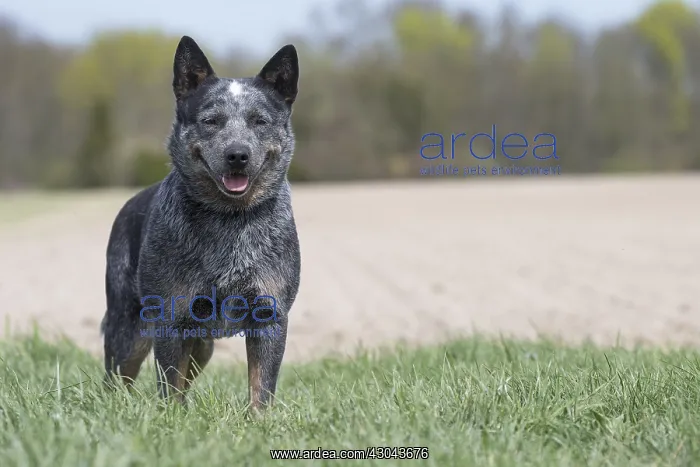  : Australian Cattle Dog outdoors