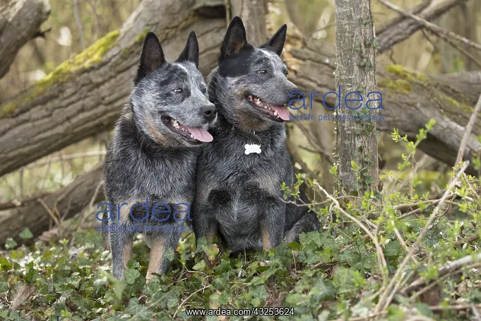  : Australian Cattle Dog outdoors