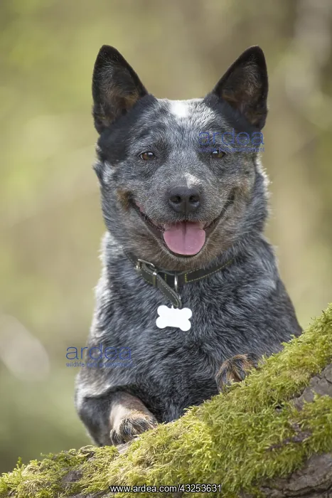  : Australian Cattle Dog outdoors