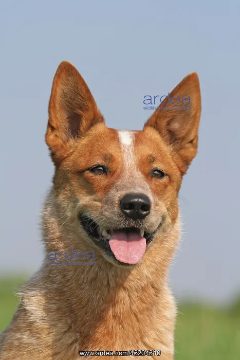 : Australian Cattle Dog, portrait Australian Cattle : Australian Cattle Dog, portrait Australian Cattle