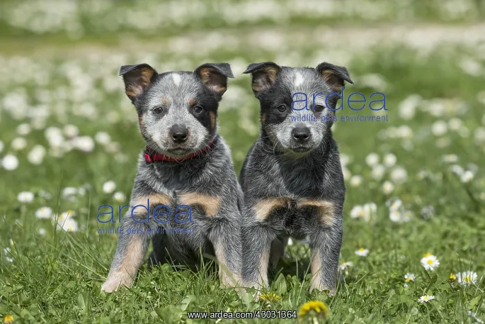  : Australian Cattle Dog puppies outdoors