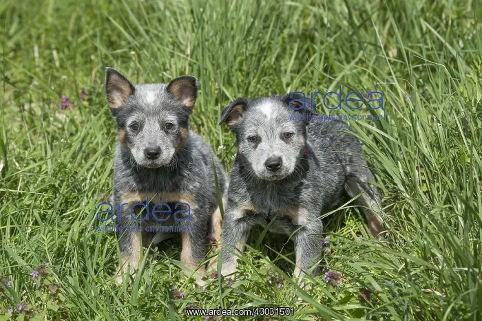  : Australian Cattle Dog puppies outdoors