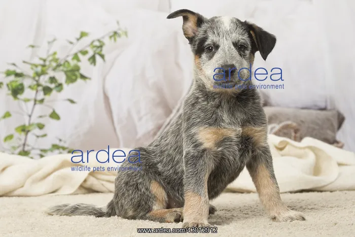  : Australian Cattle dog puppy indoors