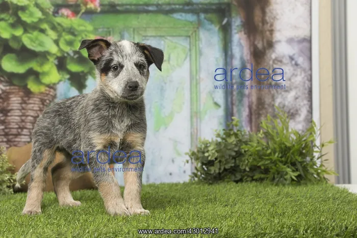  : Australian Cattle dog puppy outdoors