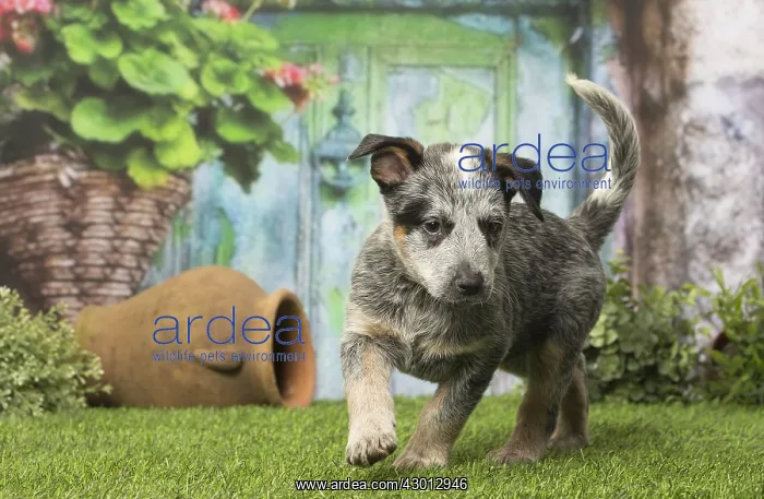  : Australian Cattle dog puppy outdoors