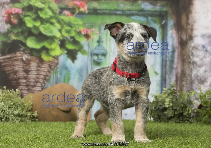  : Australian Cattle dog puppy outdoors