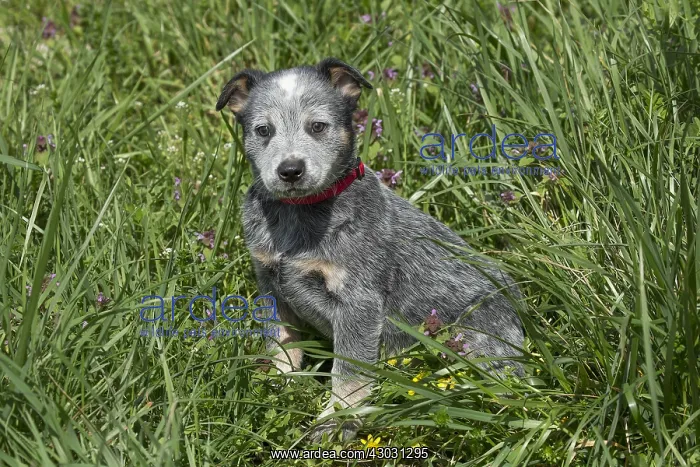  : Australian Cattle Dog puppy outdoors